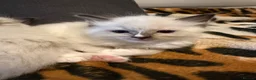 Ragdoll cats for sale: 5 Stunning Ragdoll dolls  - Advert 4