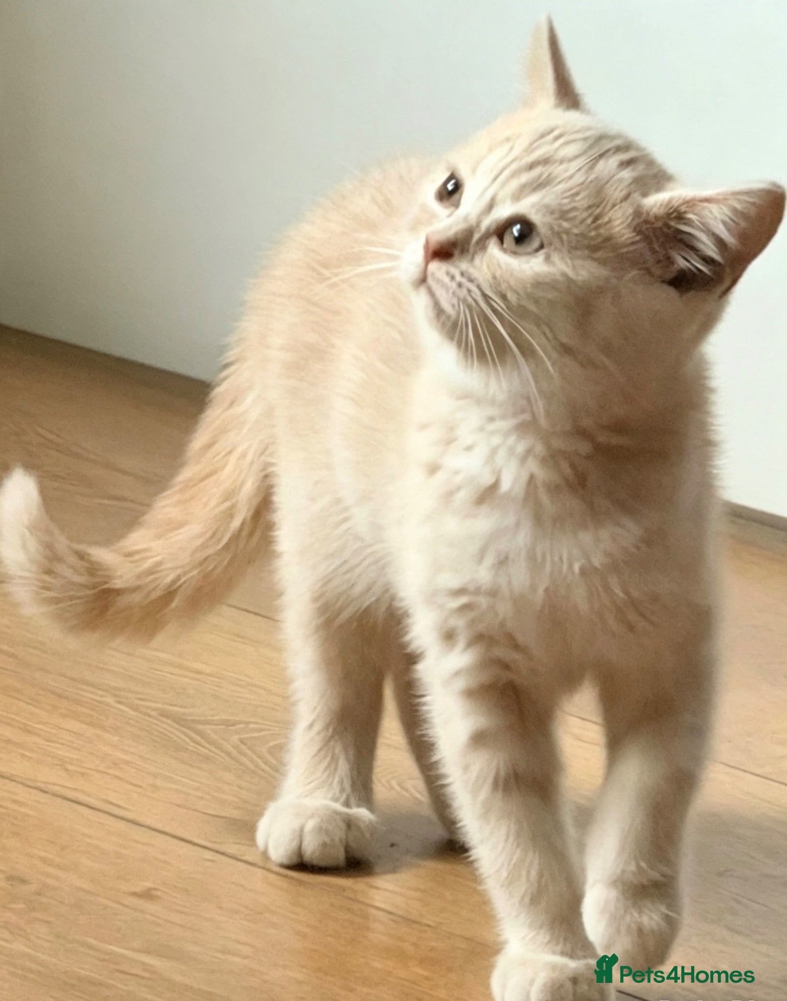 British Shorthair cats Beautiful Cream British Shorthair Kitten  - Advert 12