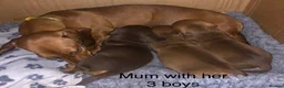 Miniature Dachshund dogs for sale: Smooth haired min Dachshund - Advert 1