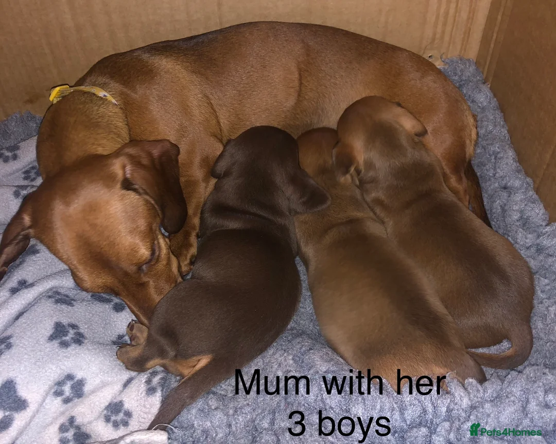 Miniature Dachshund dogs for sale: Smooth haired min Dachshund - Advert 1