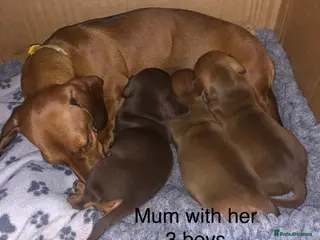 Miniature Dachshund dogs Smooth haired min Dachshund - Advert 3