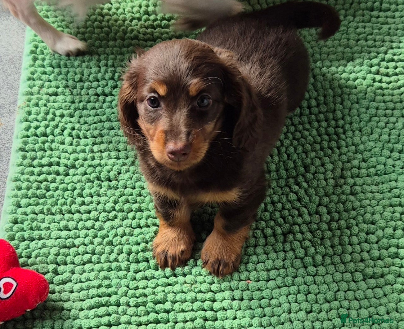 Miniature Dachshund dogs Miniature dachshund girl - Advert 10