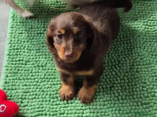 Miniature Dachshund dogs Miniature dachshund girl - Advert 10