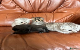 British Shorthair cats for sale: British shorthair kittens - Image 8