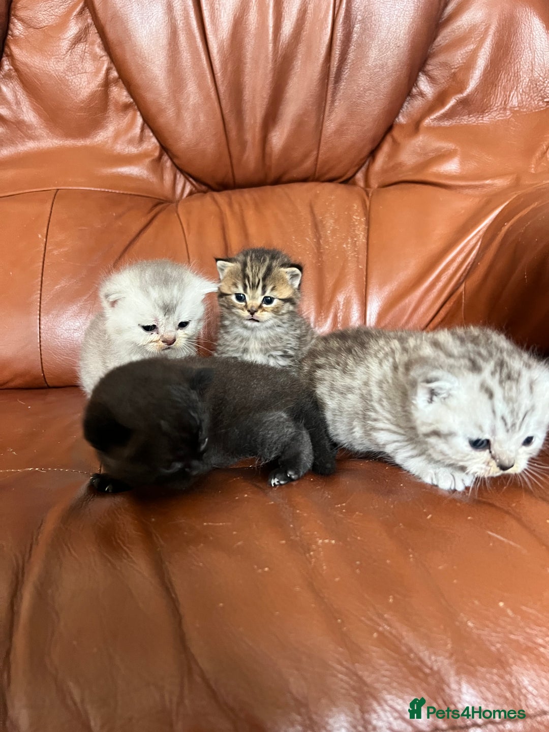 British Shorthair cats for sale: British shorthair kittens - Image 8