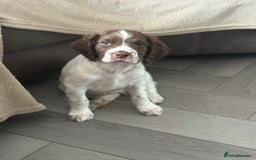 English Springer Spaniel dogs for sale: Kc springer puppies  - Image 7