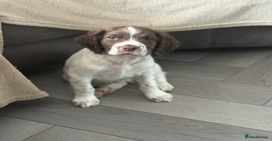 English Springer Spaniel dogs - Advert 2