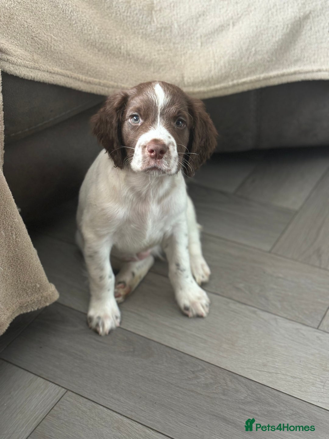 English Springer Spaniel dogs for sale: Kc springer puppies  - Image 7