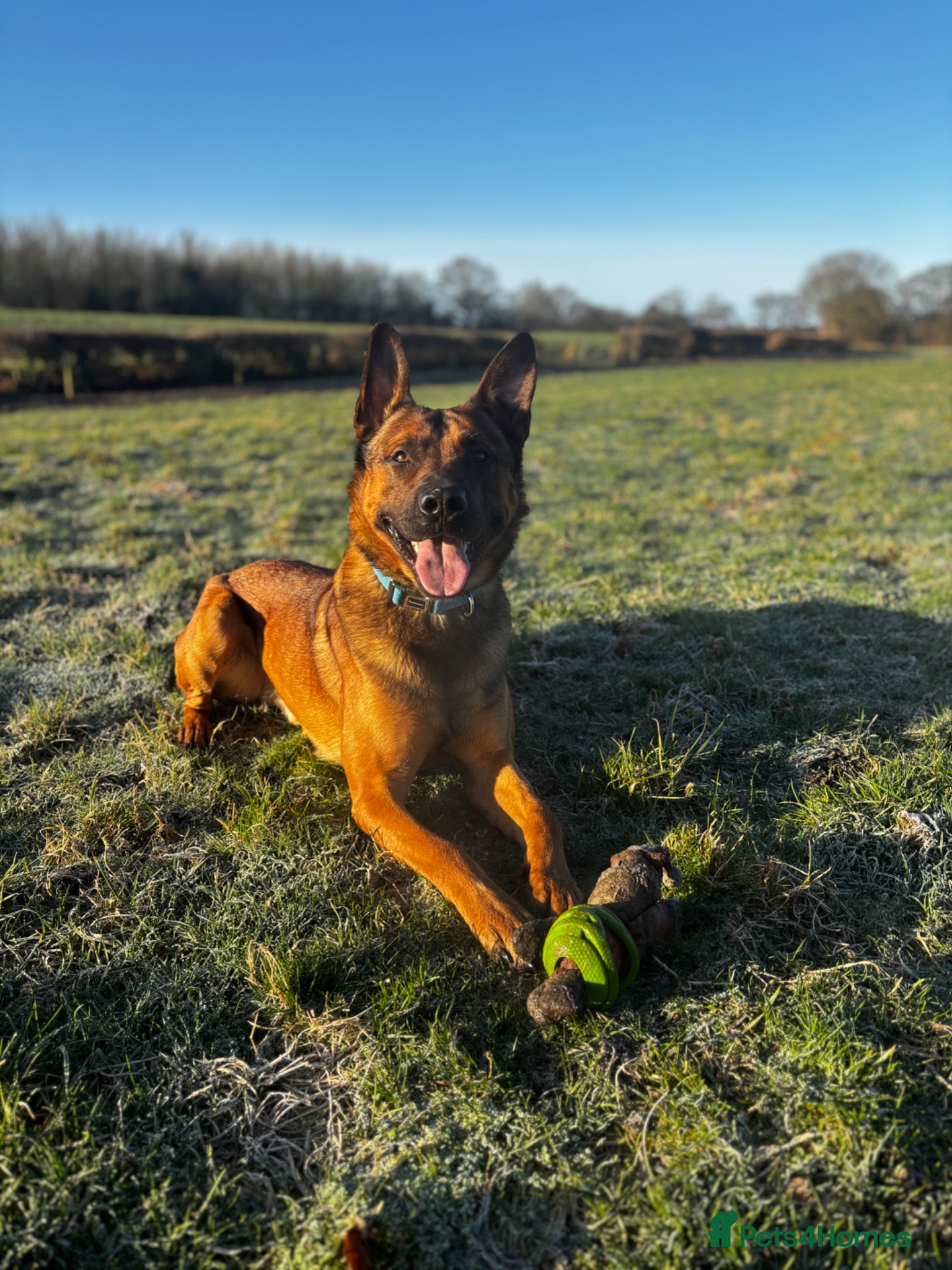 Belgian Shepherd Dog dogs for sale: Bruce Belgian Mali  in Preston - Advert 2