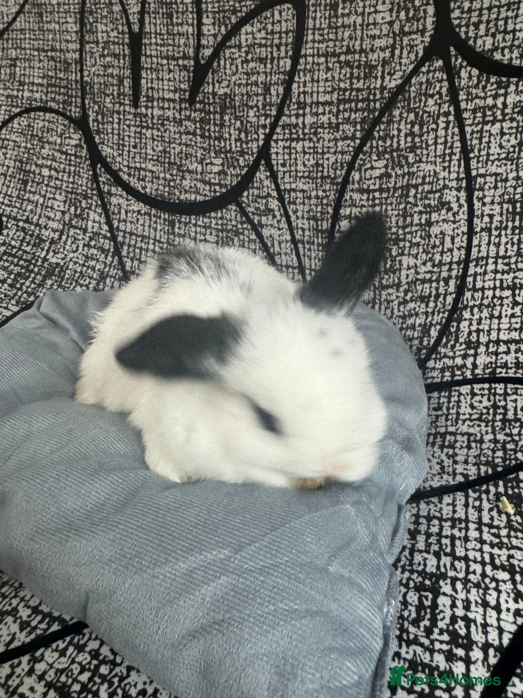 Mini Lop rabbits for sale: Baby mini lops  - Advert 10