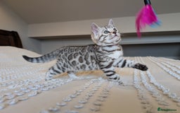 Bengal cats for sale: 🤍🩶🖤 Beautiful Bengal Kittens 🖤🩶🤍 - Image 16
