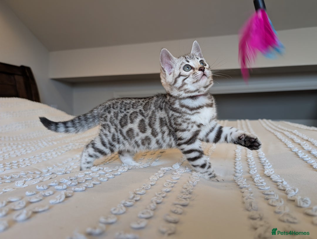 Bengal cats for sale: 🤍🩶🖤 Beautiful Bengal Kittens 🖤🩶🤍 - Image 16
