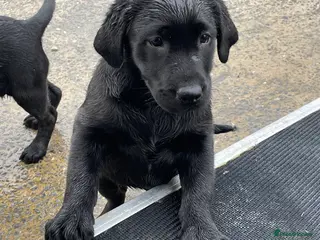 Labrador Retriever dogs READY NOW FOR LOVING HOMES. Labs for 🌟homes only - Advert 15