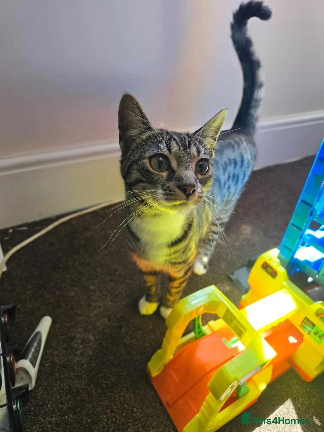 Mixed Breed cats for sale: Bengal cross kittens  - Advert 12