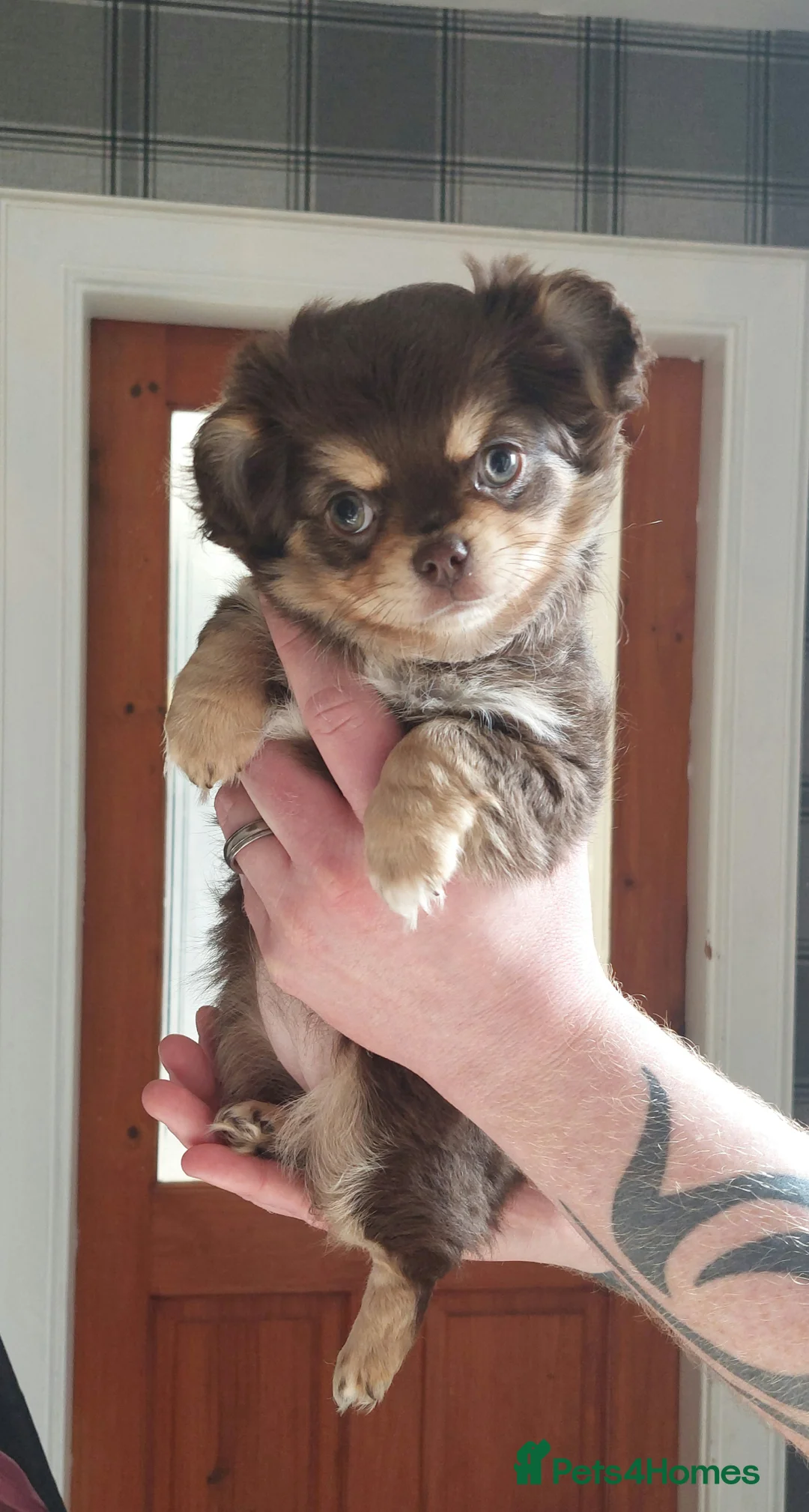 Chihuahua dogs for sale: Kc Reg Chihuahua Chocolate tri puppy - Advert 2