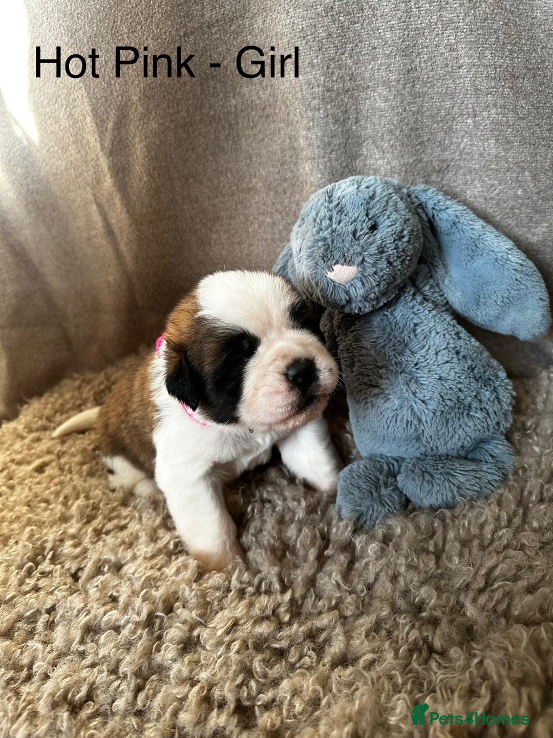 Saint Bernard dogs for sale: Outstanding KC Saint Bernard Puppies - Advert 5