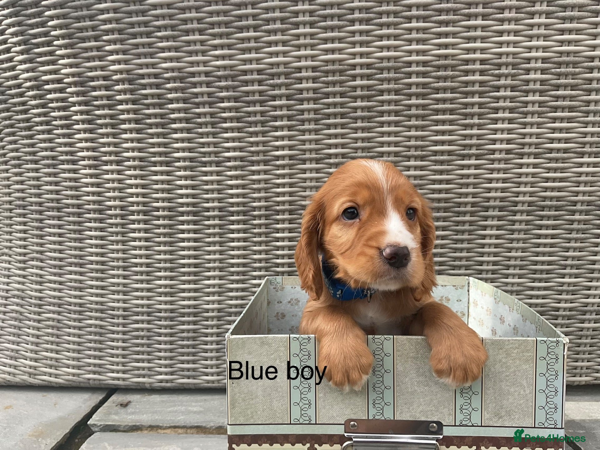 Cocker Spaniel dogs Hereditary clear working cocker spaniels - Advert 1