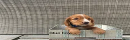 Cocker Spaniel dogs for sale: Hereditary clear working cocker spaniels in Ingatestone - Advert 3