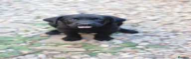 Labrador Retriever 4 Pink