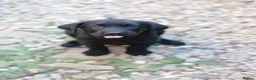 Labrador Retriever dogs for sale: 4 of 7 beautiful, healthy Labrador puppies  - Advert 7