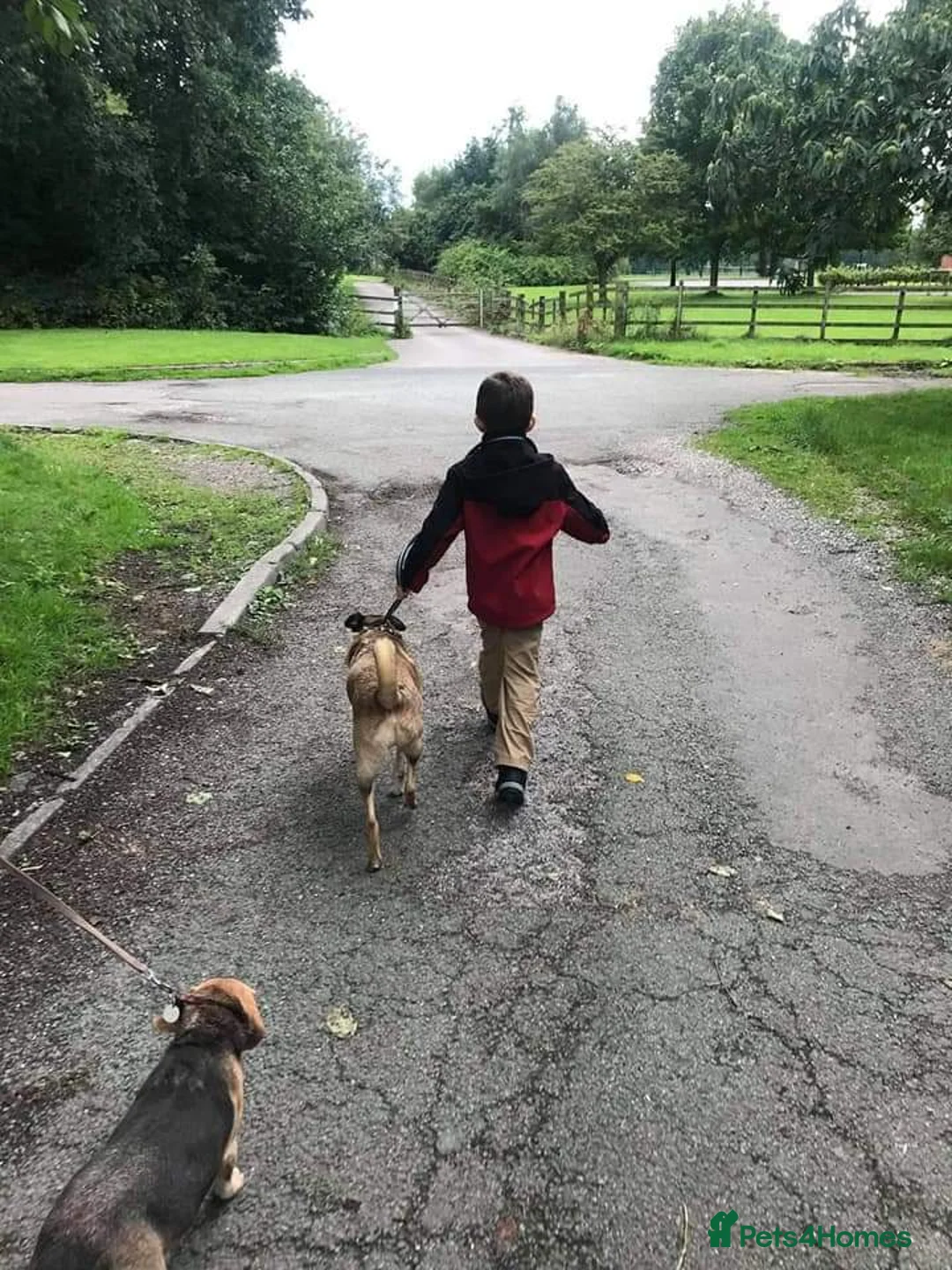 Mixed Breed dogs for adoption: Meet Jakob, currently residing in Cranage, Crew in Crewe - Advert 6