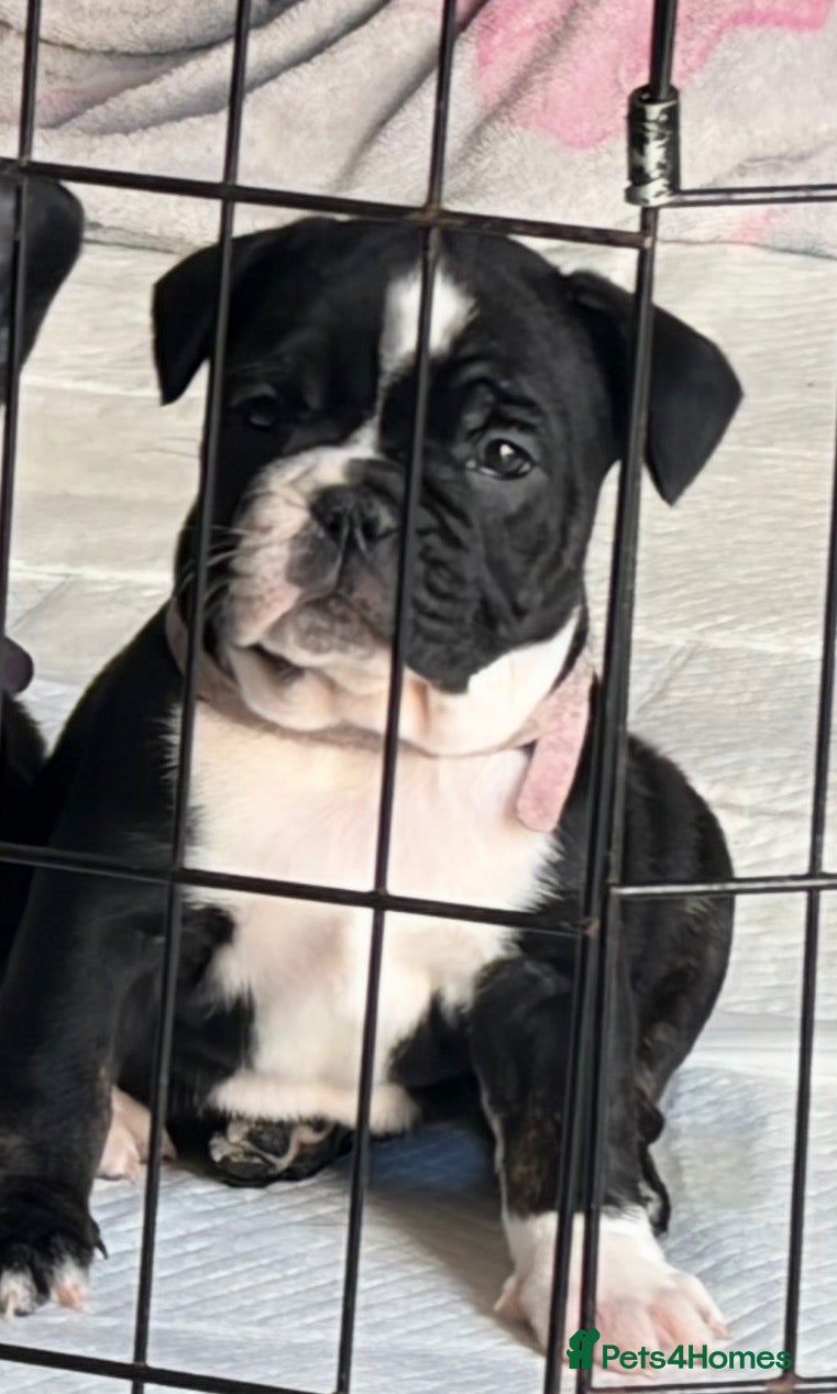 Mixed Breed dogs 1 beautiful female Frenglish puppies  - Advert 6