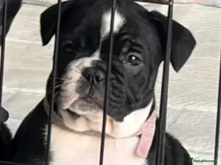 Mixed Breed dogs 1 beautiful female Frenglish puppies - Advert 4