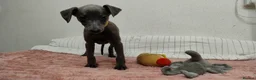Whippet dogs for sale: (Solid) Blue Whippet KC Registered Puppies - Advert 27