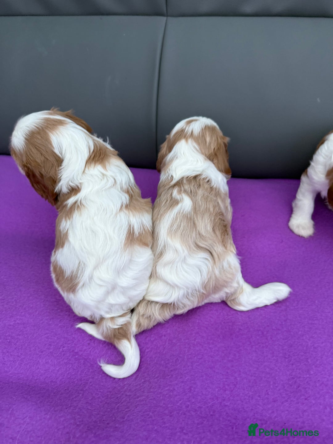 Cavalier King Charles Spaniel dogs for sale: Adorable Cavalier King Charles Spaniel  - Advert 21