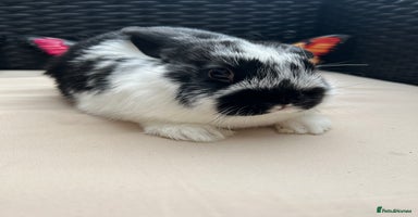 Lionhead rabbits in Halstead - Advert 8