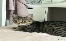 Manx cats for sale: Female kitten - Image 4