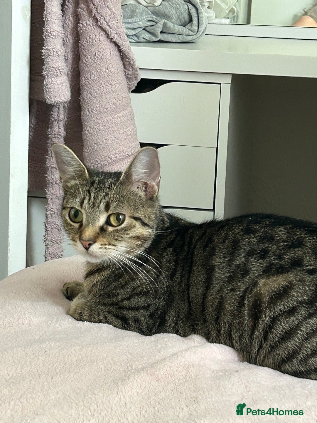 Manx cats for sale: Female kitten - Image 4