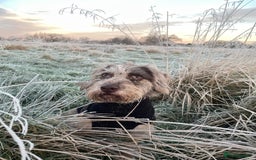 Mixed Breed dogs for sale: Luna - 3yrs old  - Image 3