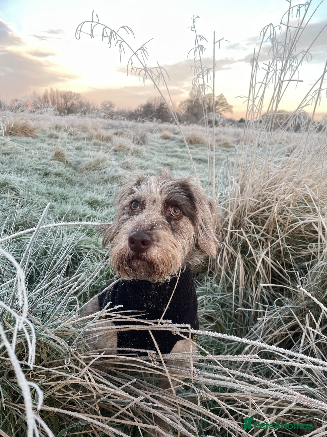 Mixed Breed dogs for sale: Luna - 3yrs old  - Image 3