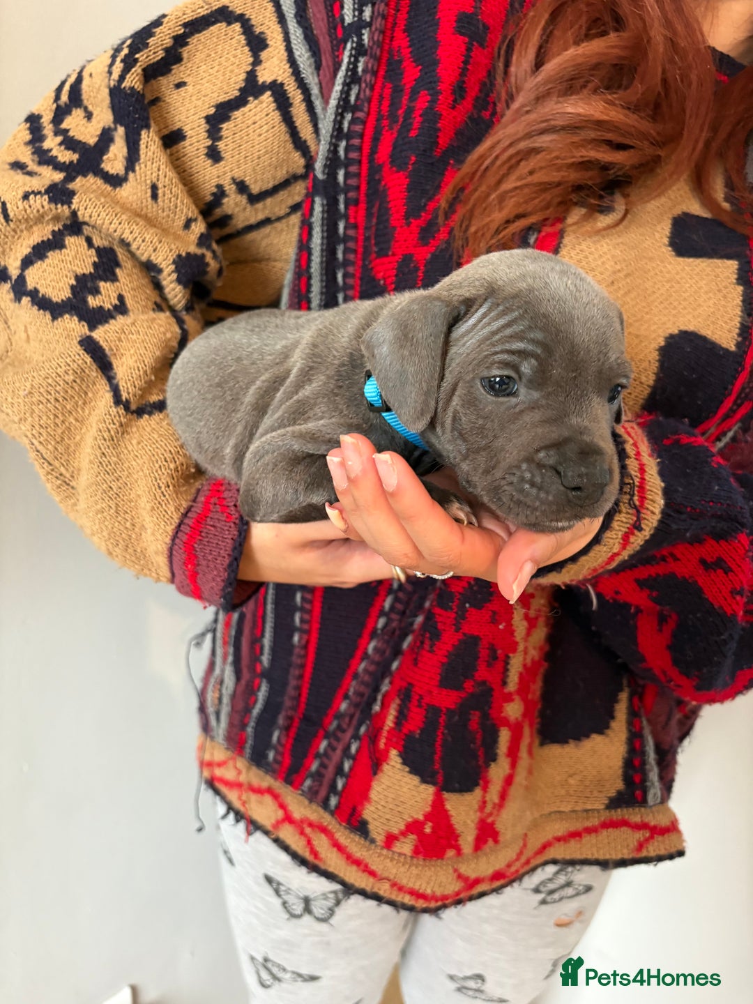 Staffordshire Bull Terrier dogs for sale: 6 Stunning Blue Staffordshire Bull Terrier pups 💙 - Advert 19