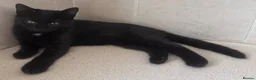 Domestic Shorthair cats for sale: Black Kittens For Sale  - Advert 7