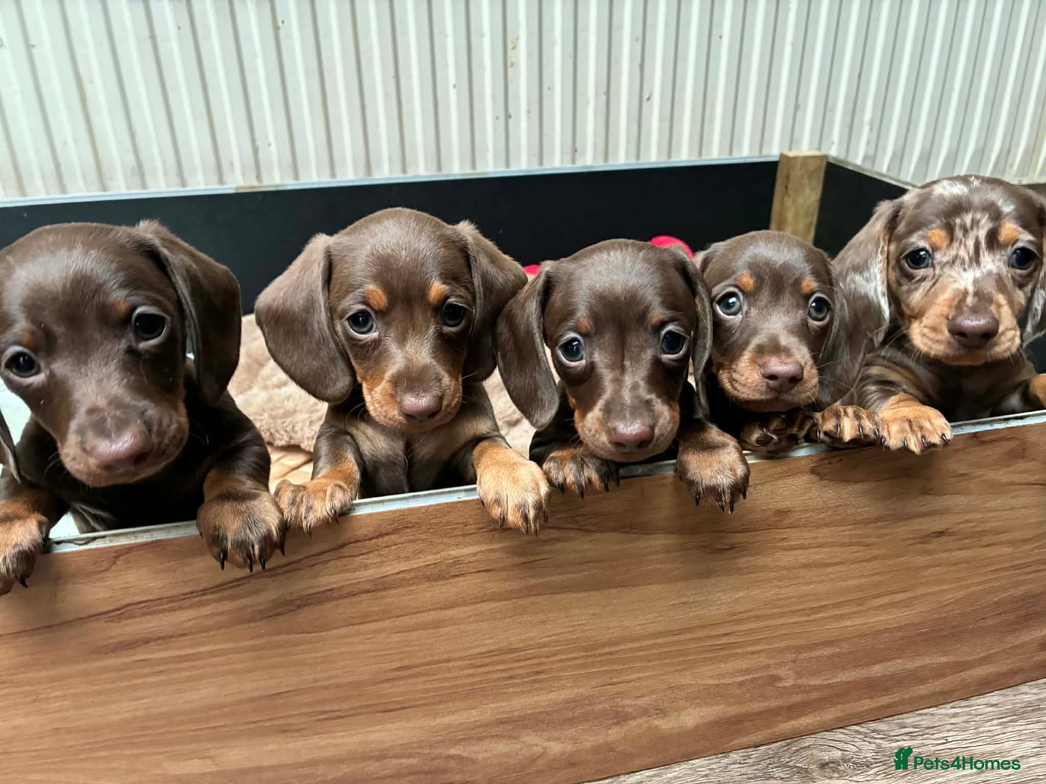 Miniature Dachshund dogs 5 Georgeous miniature dachsunds - Advert 16