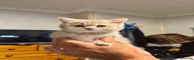 British Shorthair 3