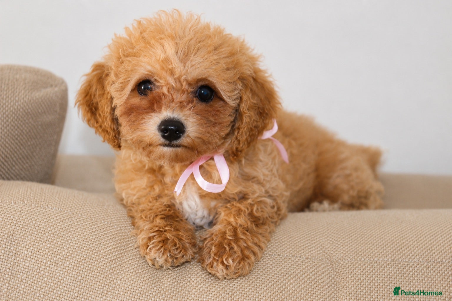 Poochon dogs F1 Poochon puppies Health Tested parents  - Advert 4