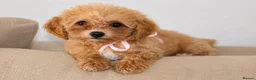 Poochon dogs for sale: F1 Poochon puppies Health Tested parents  - Advert 1