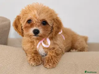 Poochon dogs F1 Poochon puppies Health Tested parents - Advert 1