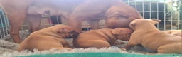 Staffordshire Bull Terrier dogs for sale: Red staffy puppys  - Advert 9