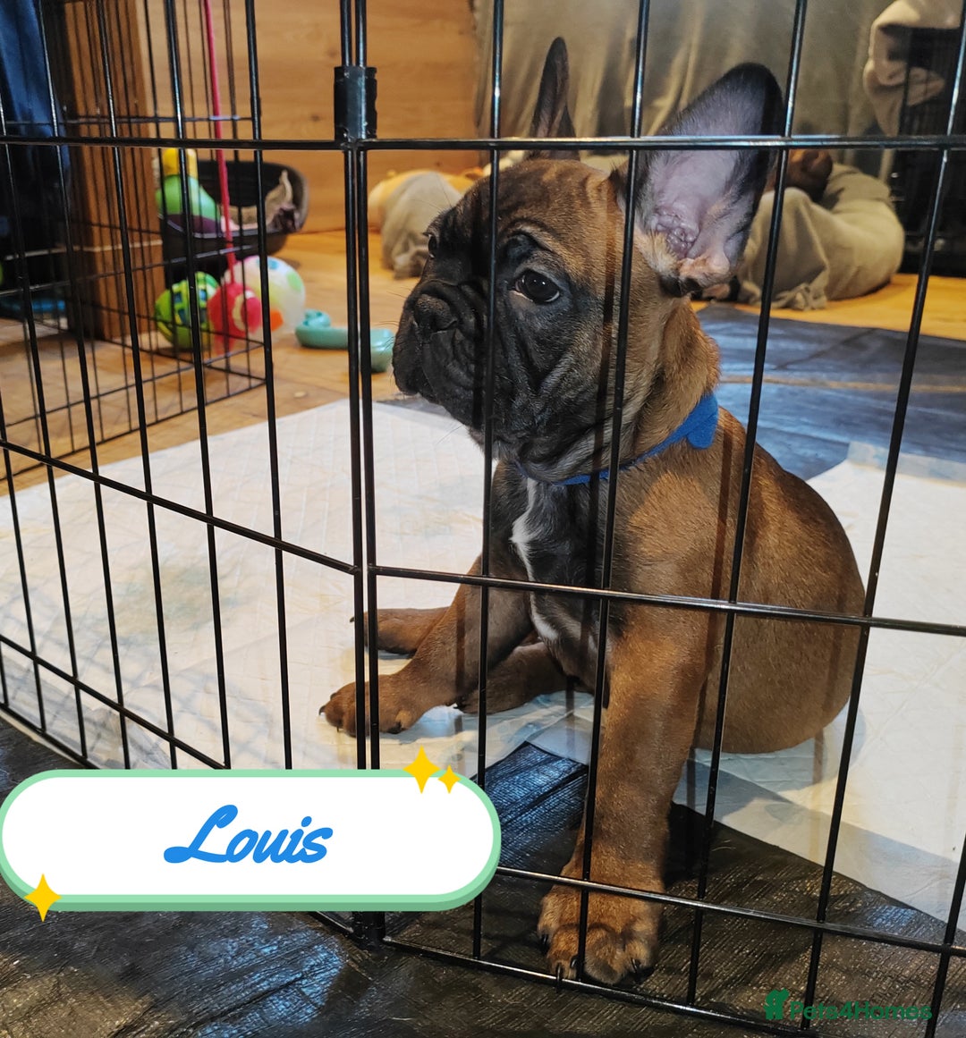 French Bulldog dogs for sale: 🌟 Beautiful French Bulldog Puppies  - Advert 20