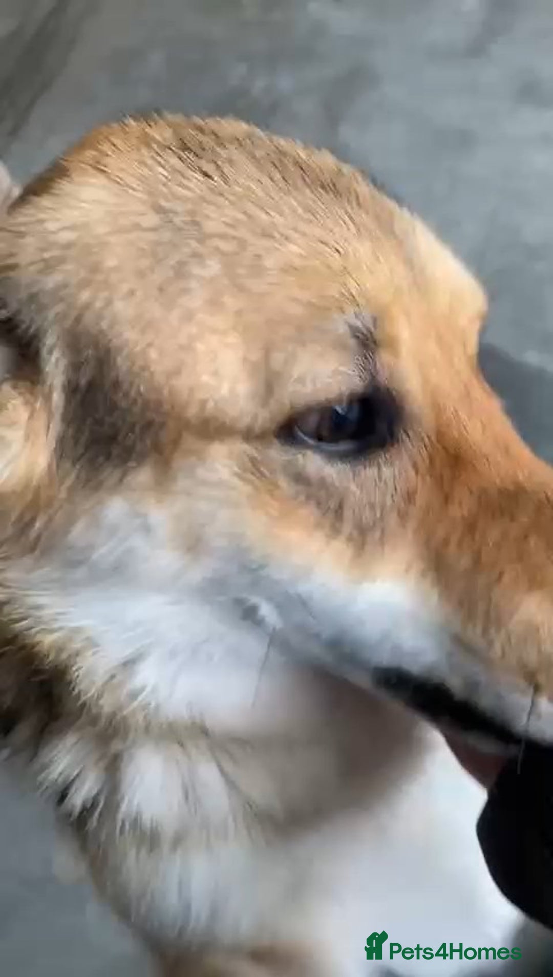 Mixed Breed dogs for adoption: Monty, 1 yr approx. Available for adoption. - Advert 4