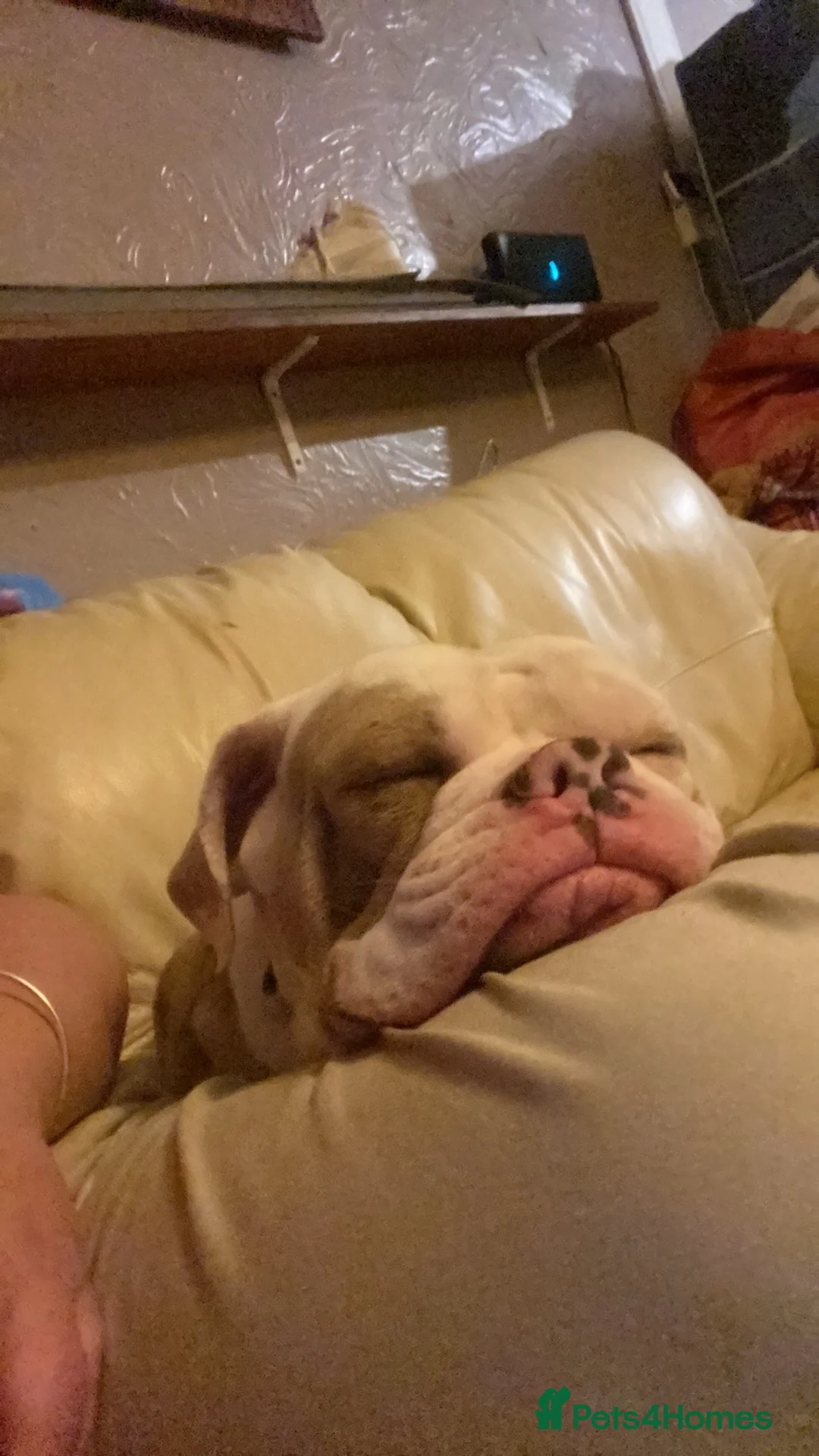 Old Tyme Bulldog dogs for sale: Old Tyme English bulldog - Advert 2