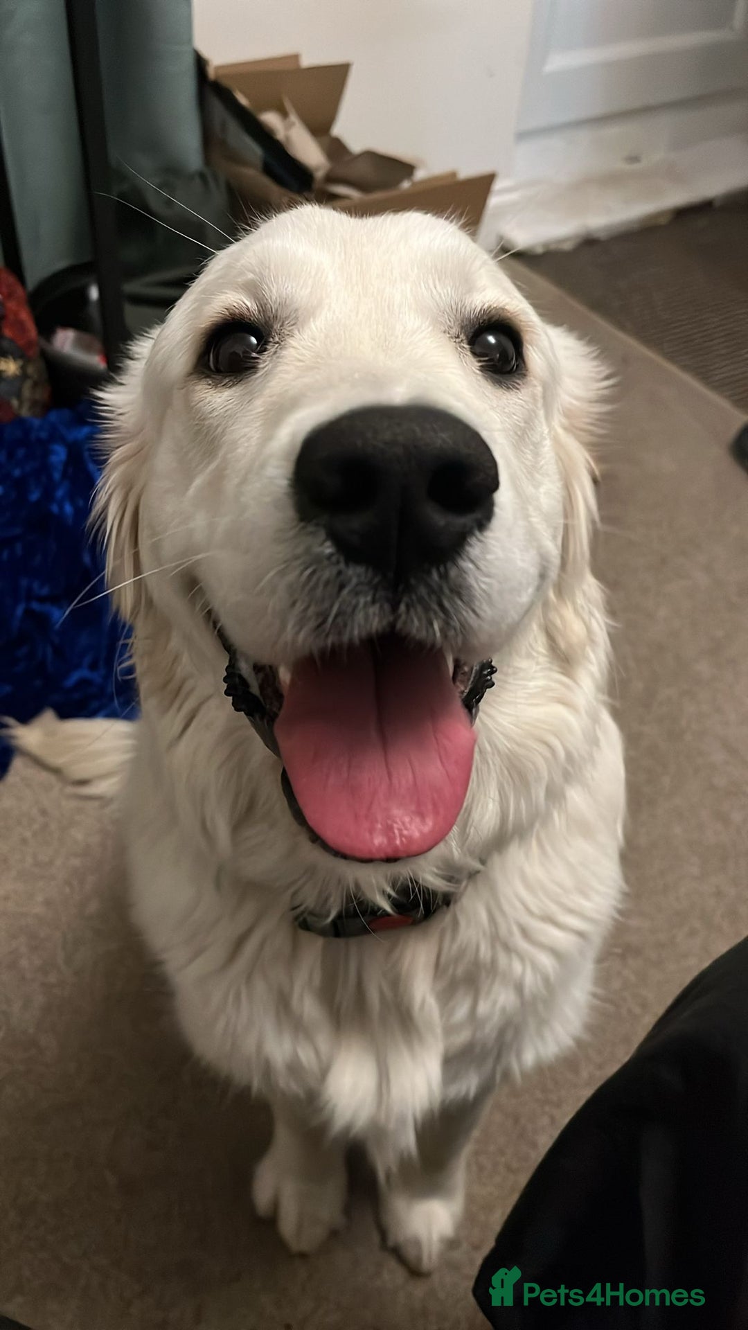 Golden Retriever dogs for sale: KC Reg Golden Retriever (F) 8mo – £1,100 ONO - Advert 7