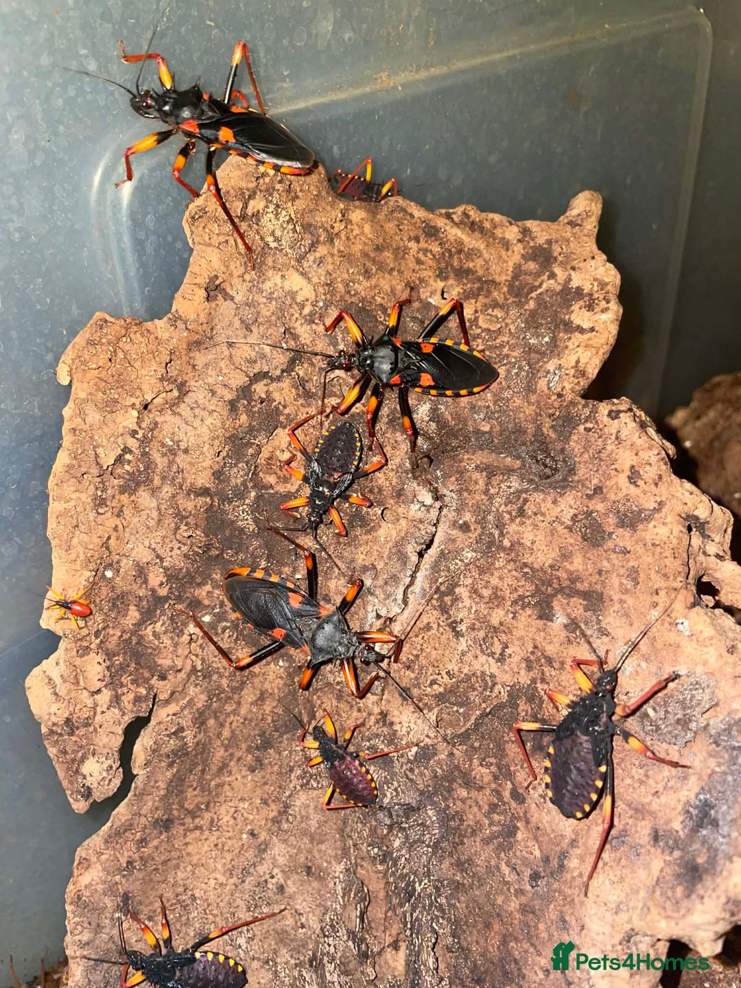 Mixed Breed invertebrates for sale: King Horrida Assassin Bugs - Advert 2