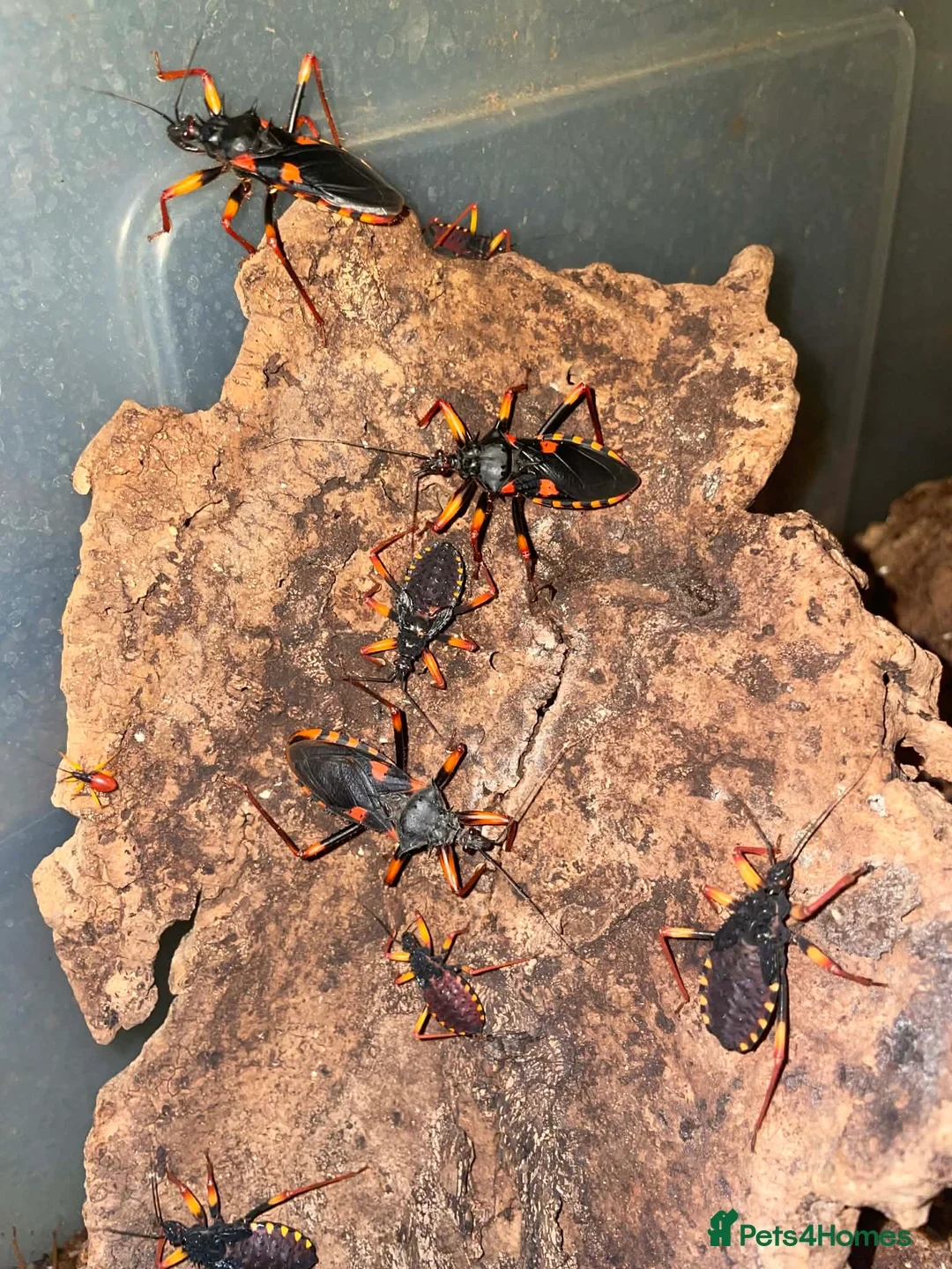 Mixed Breed invertebrates for sale: King Horrida Assassin Bugs - Advert 2