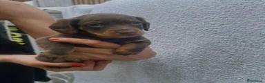 Miniature Dachshund 2
