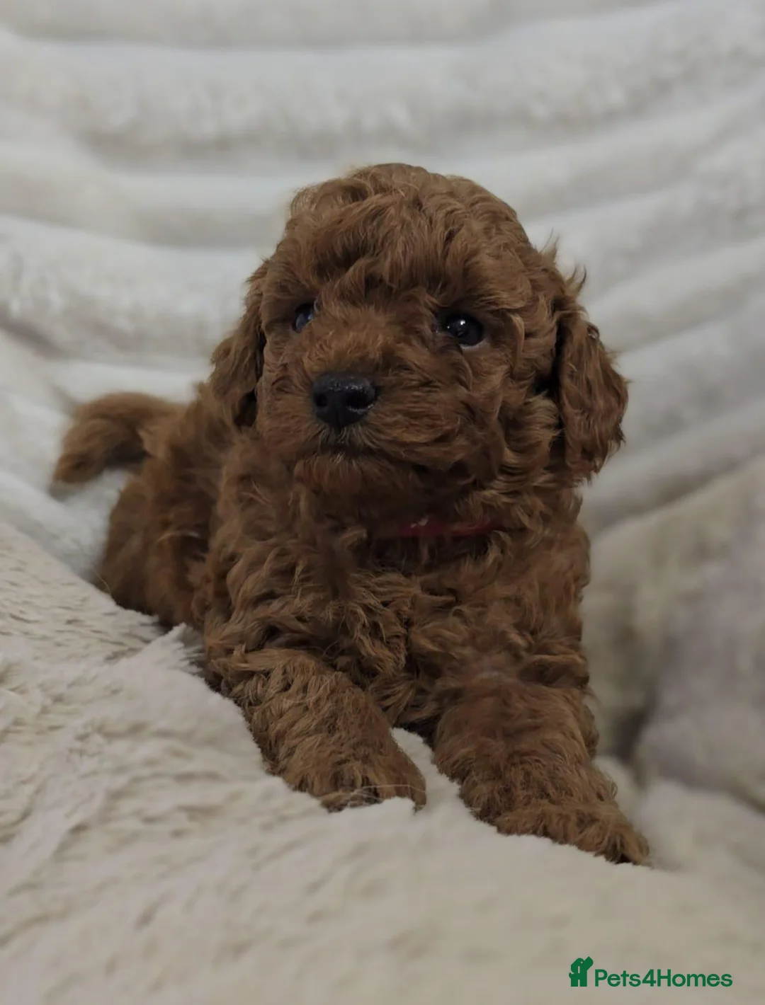 Toy Poodle dogs for sale: Red Toy Poodle Boy - Advert 2